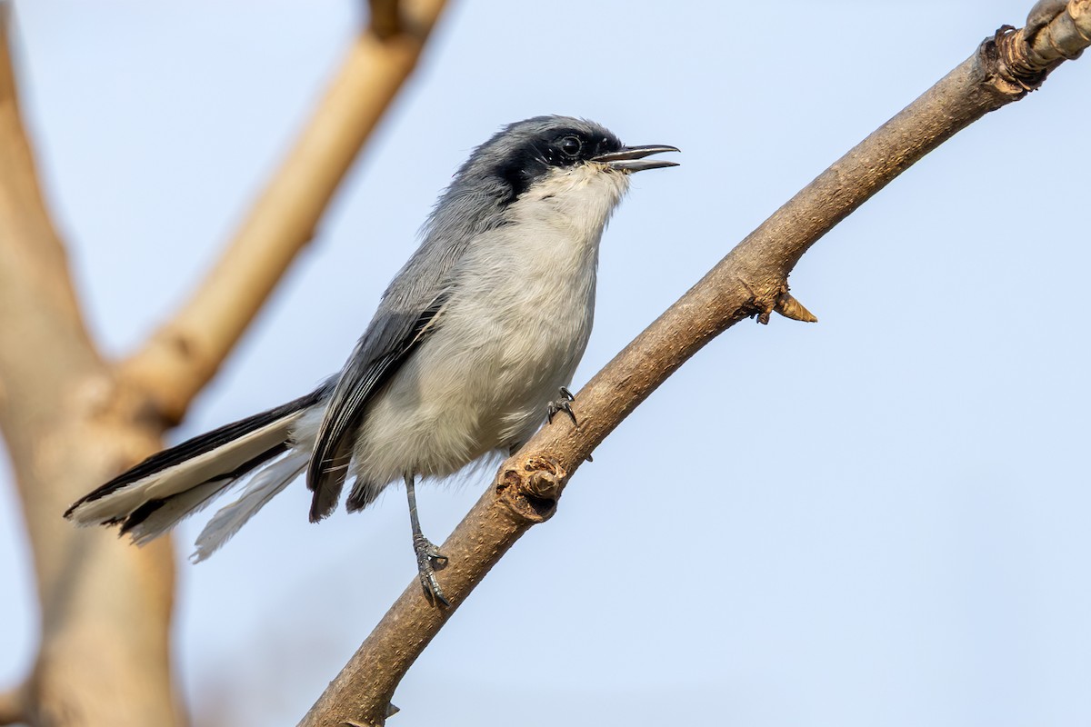 maskemyggsmett - ML644541357