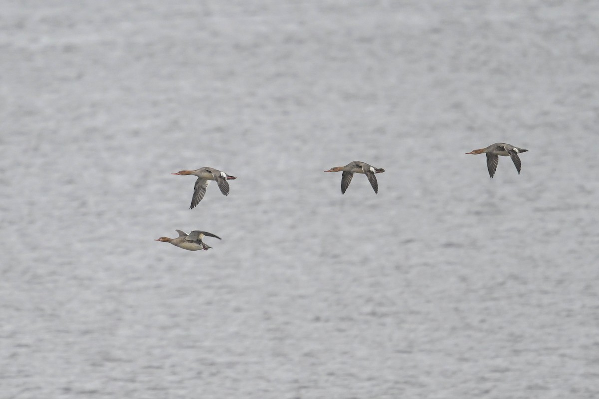 Serreta Mediana - ML644541359