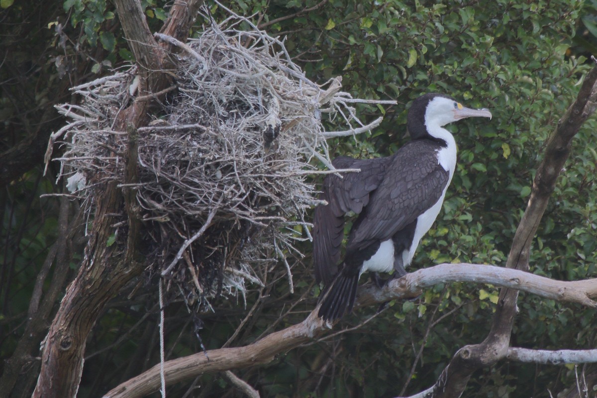 Pied Cormorant - ML644541360