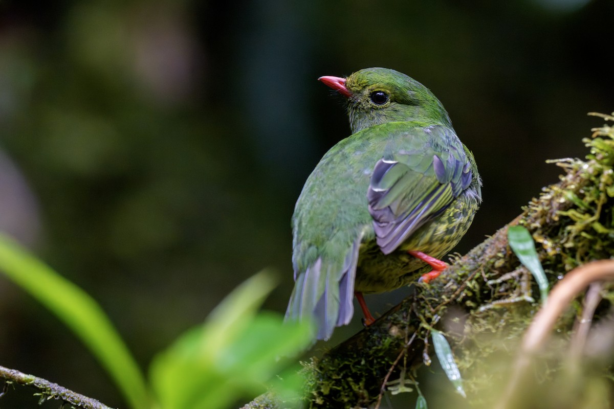 Green-and-black Fruiteater - ML644541362