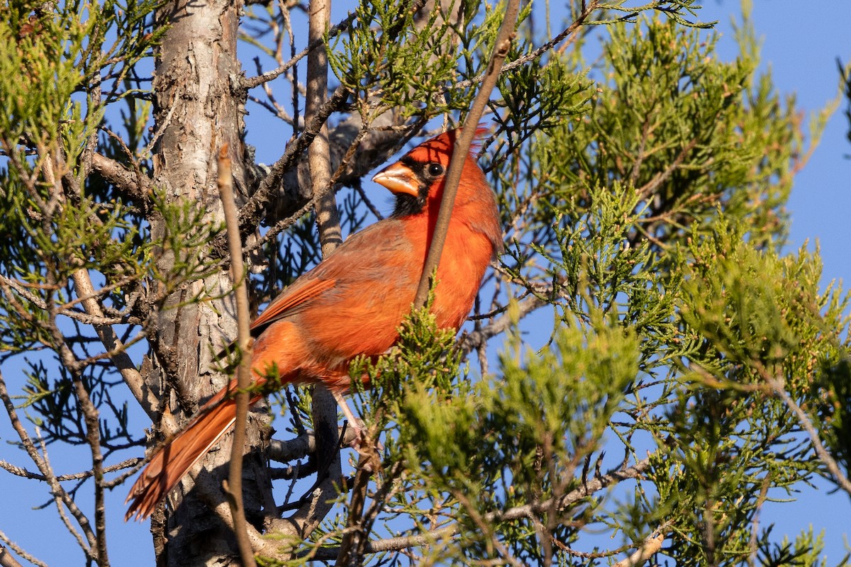 Northern Cardinal - ML644541363