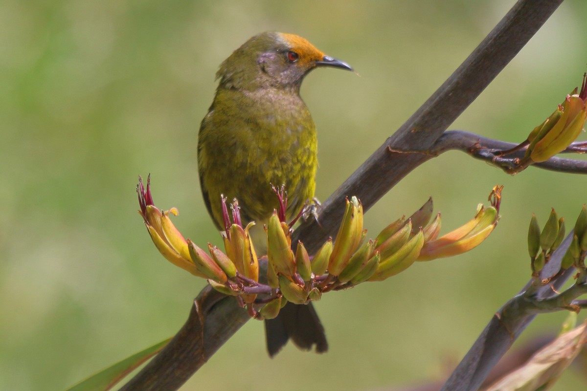 New Zealand Bellbird - ML644541369