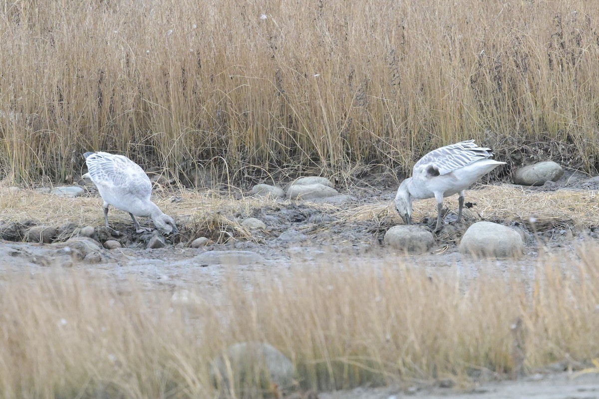 Ánsar Nival - ML644541370