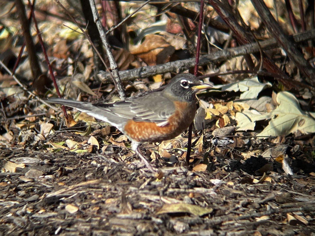 American Robin - ML644541371