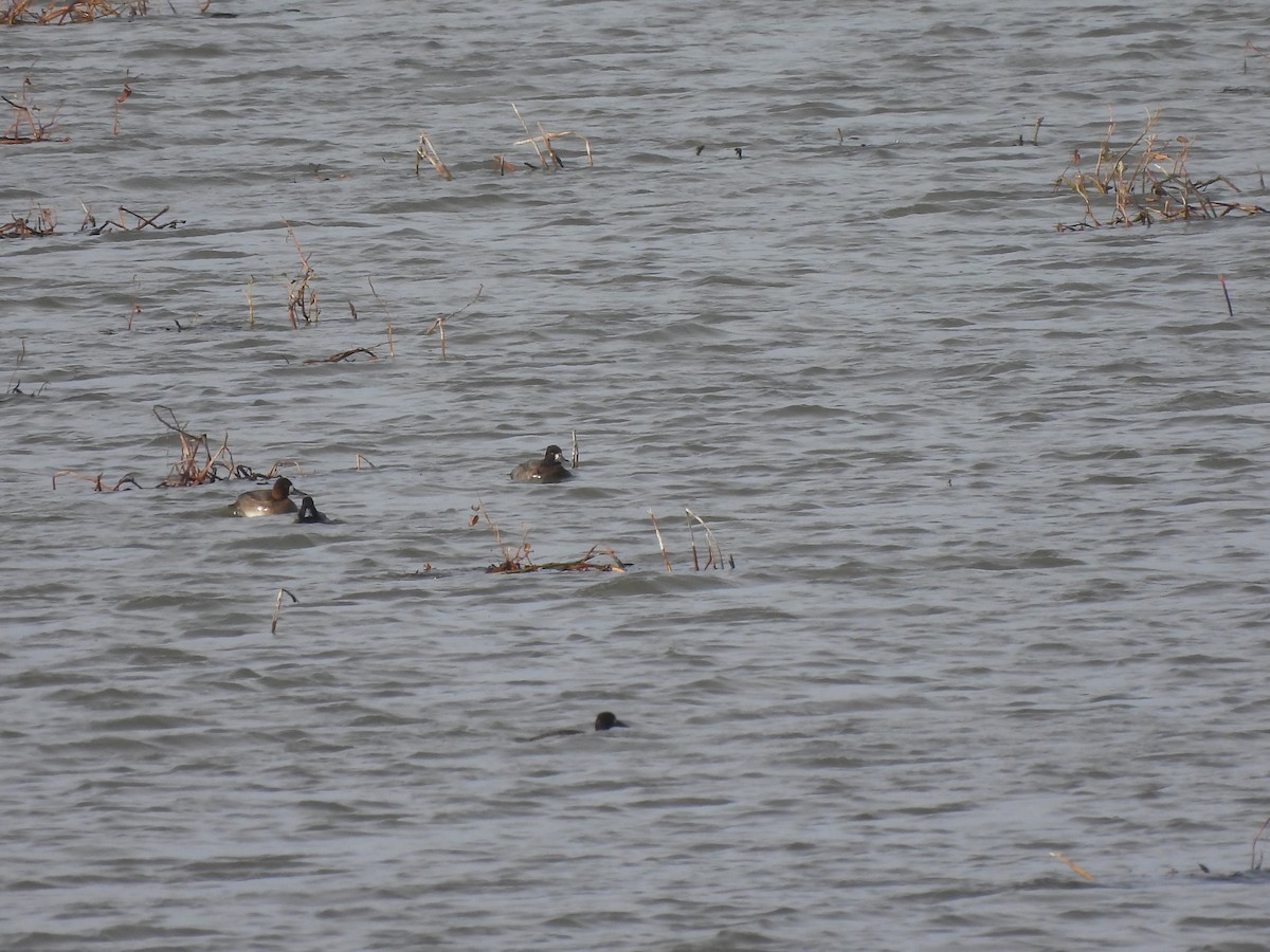 コスズガモ - ML644541375