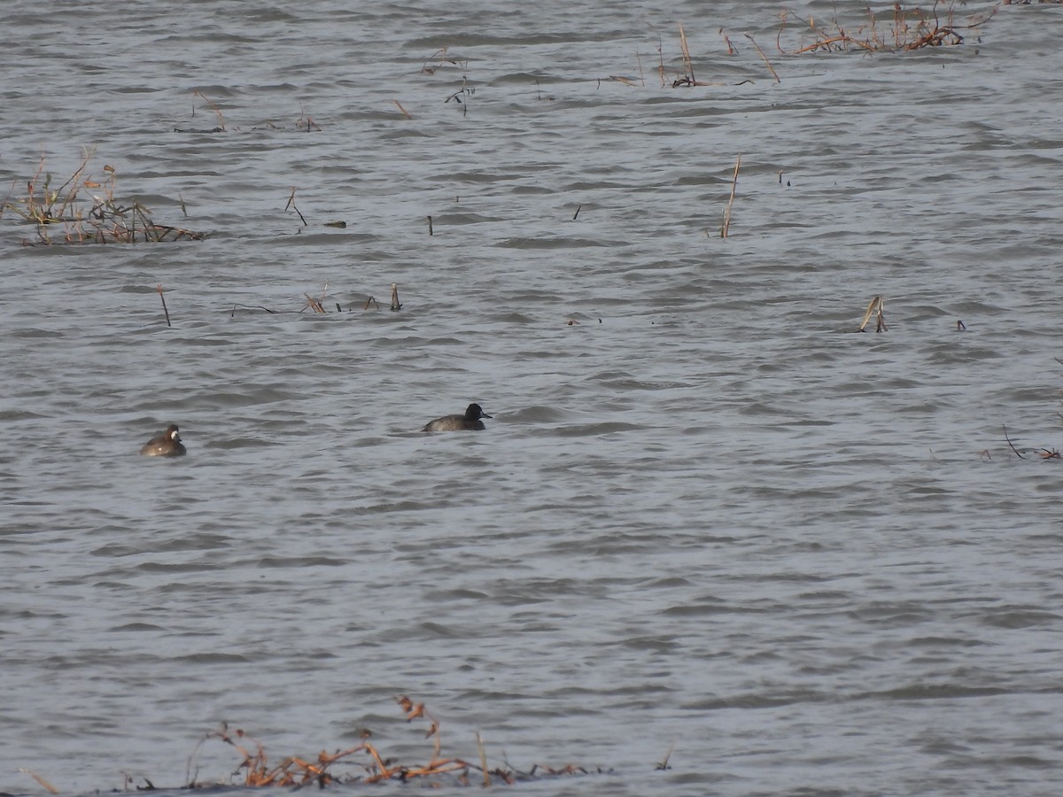 コスズガモ - ML644541376