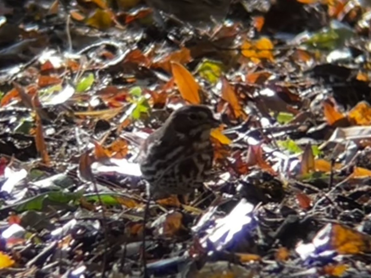 Fox Sparrow - ML644541378