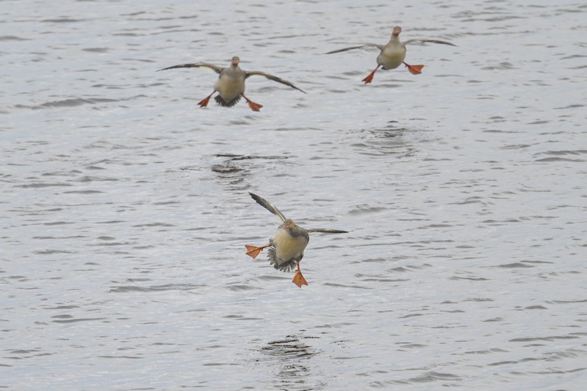 Serreta Mediana - ML644541379