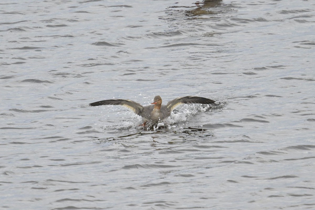 Serreta Mediana - ML644541383