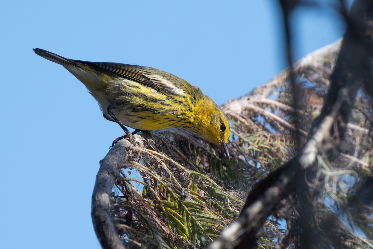 Cape May Warbler - ML644541384