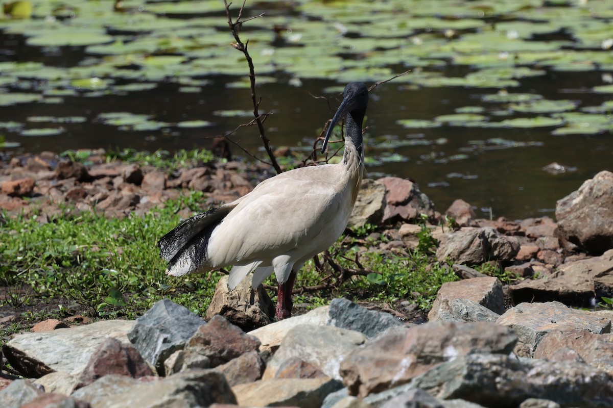 Australian Ibis - ML644541387