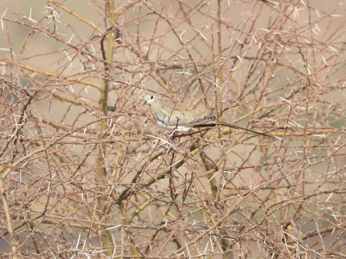 Namaqua Dove - ML644541388