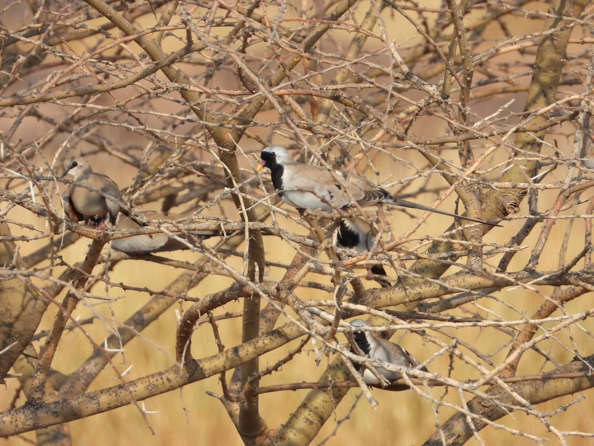 Namaqua Dove - ML644541389