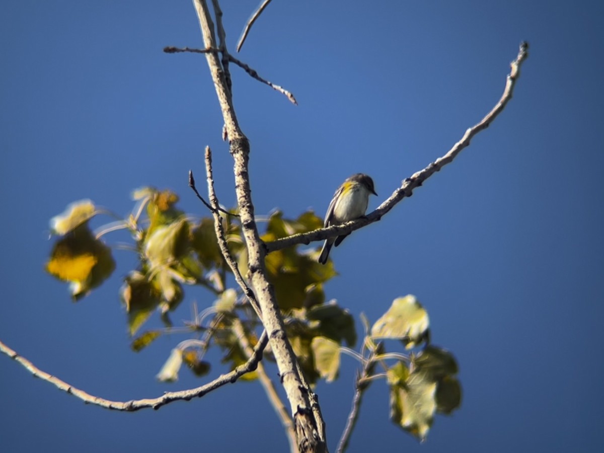 Yellow-rumped Warbler - ML644541390