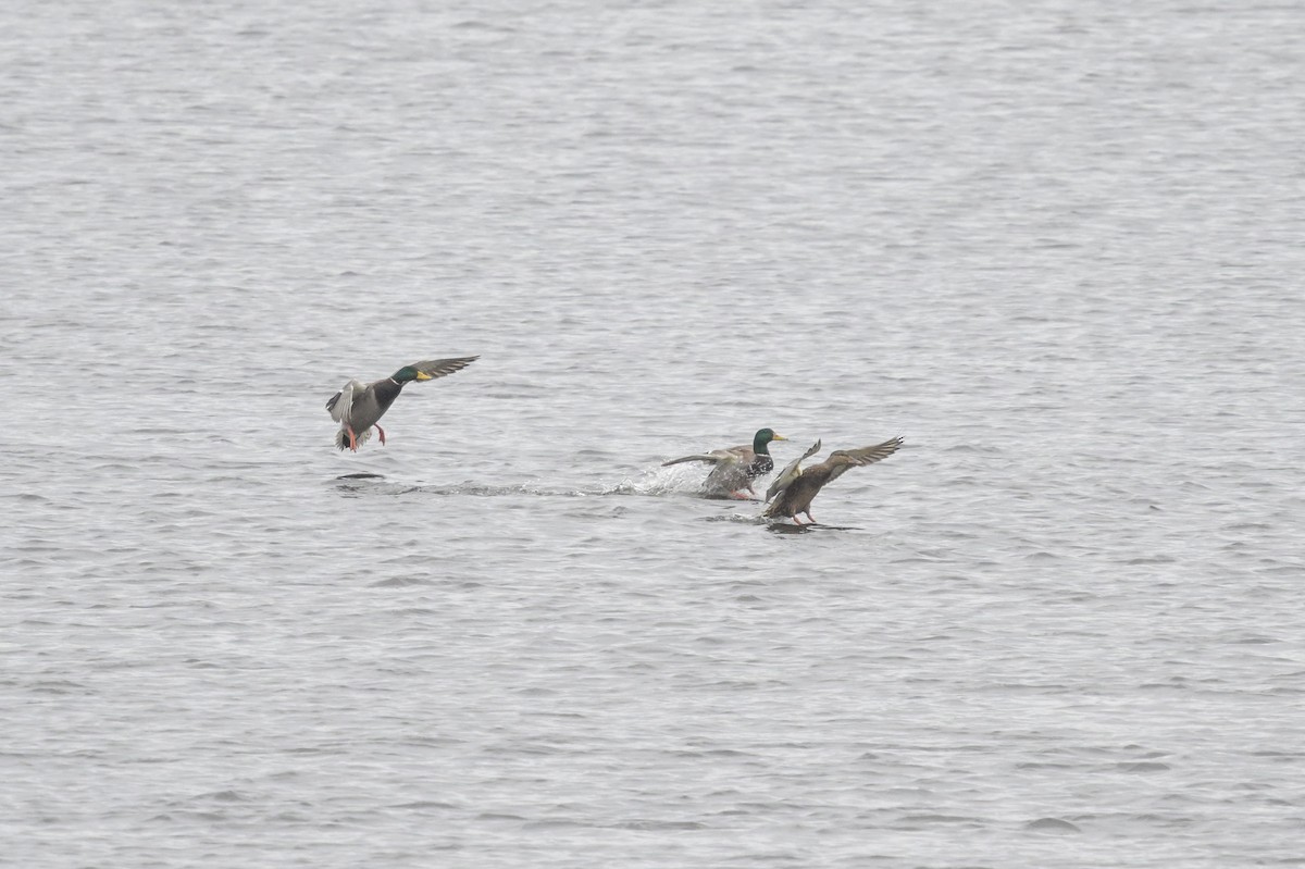 Ánade Azulón - ML644541391