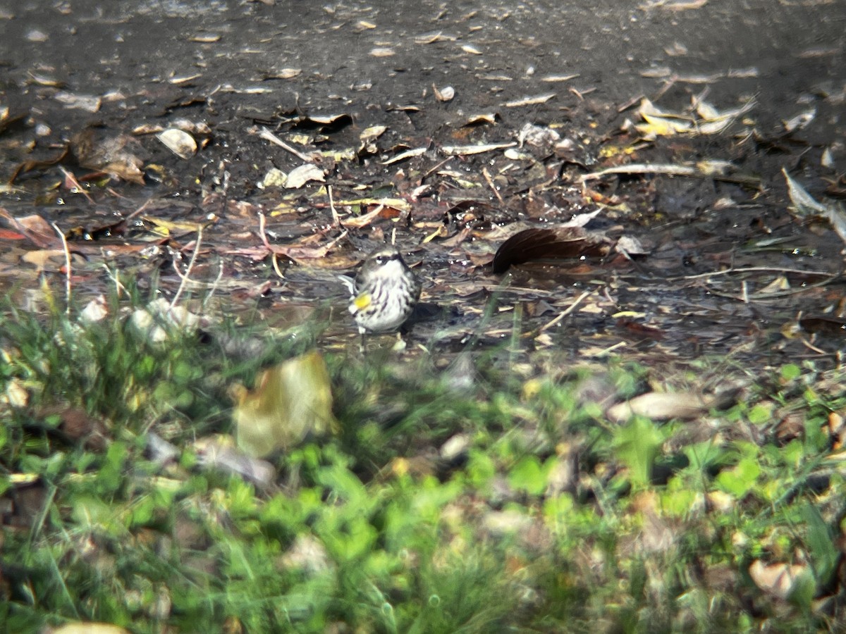 Yellow-rumped Warbler - ML644541392