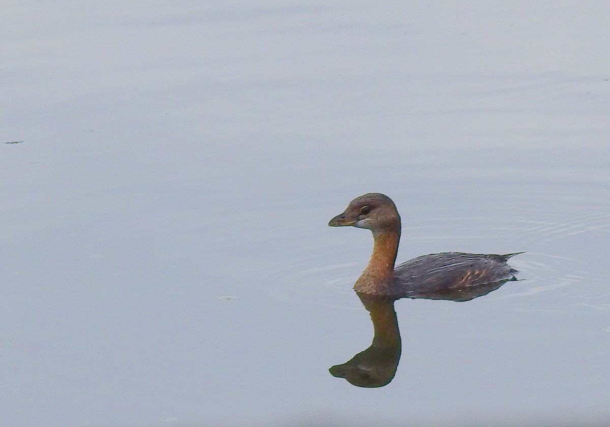 Zampullín Picogrueso - ML644541397