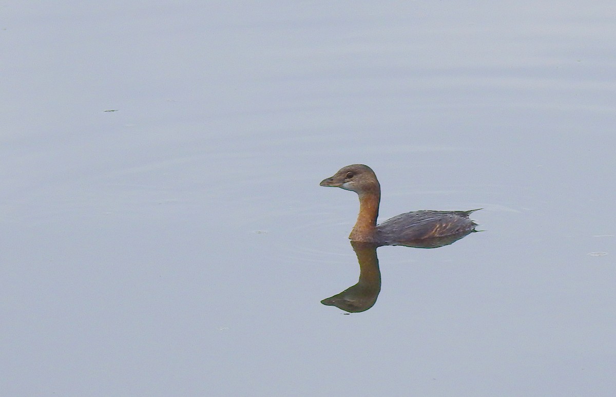 Zampullín Picogrueso - ML644541398