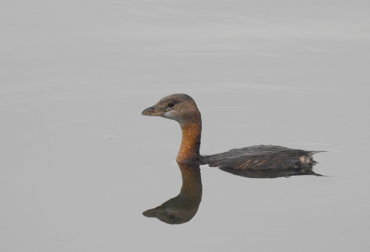 Zampullín Picogrueso - ML644541399