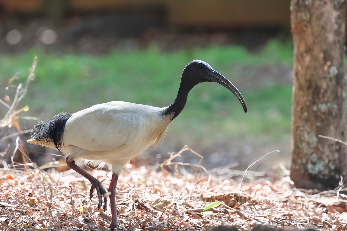 Australian Ibis - ML644541403