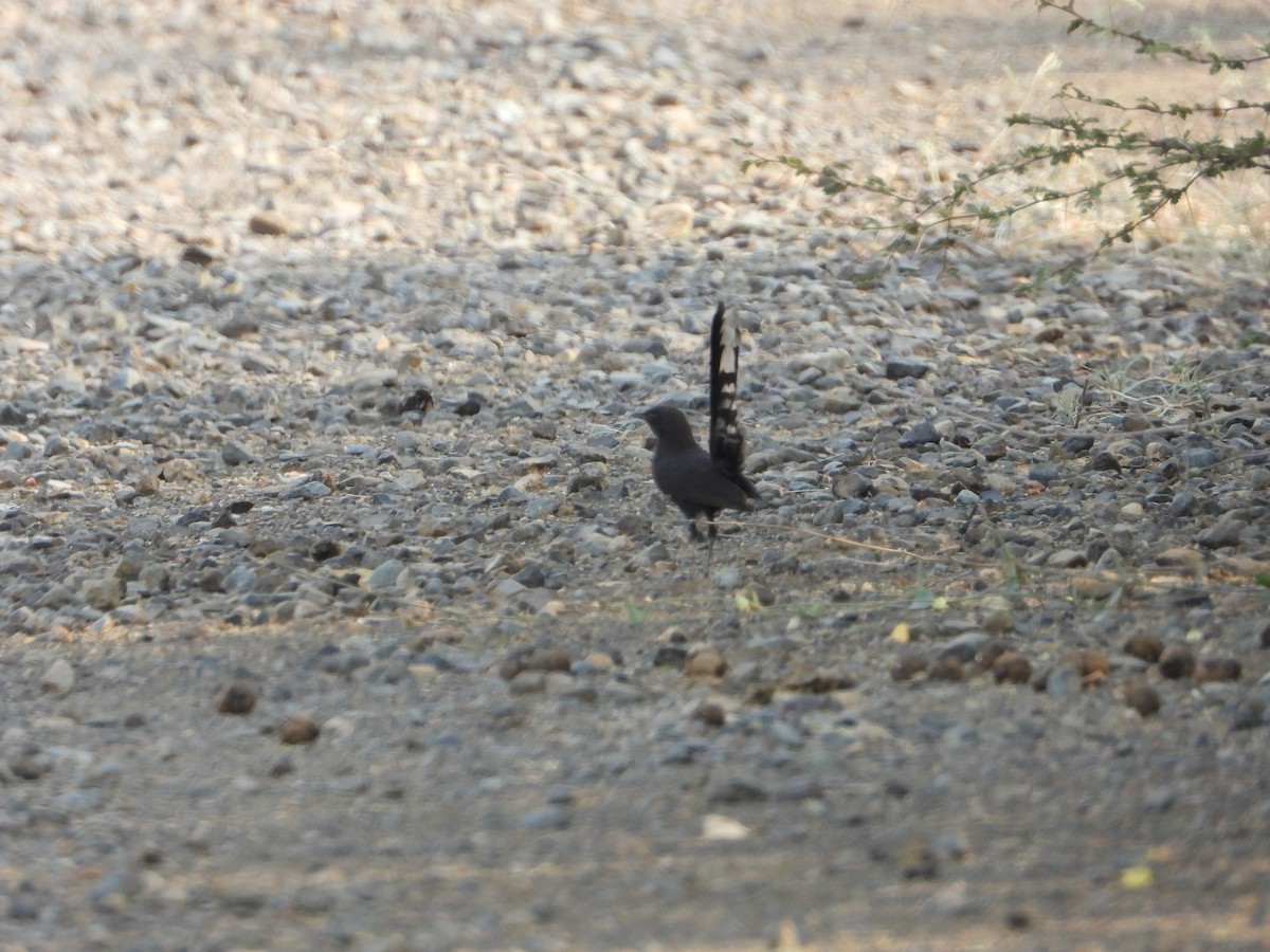 Black Scrub-Robin - ML644541404
