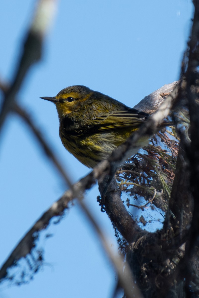 Cape May Warbler - ML644541405