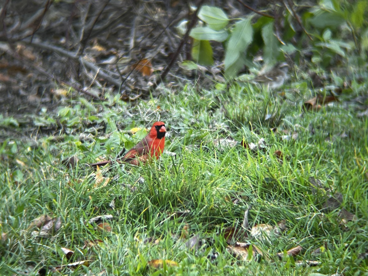 Northern Cardinal - ML644541409