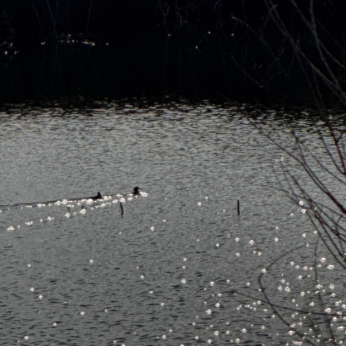 Ánade Azulón - ML644541413