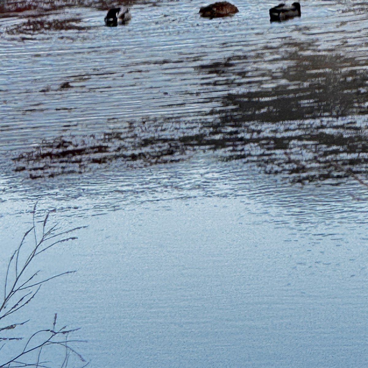 Ánade Azulón - ML644541414