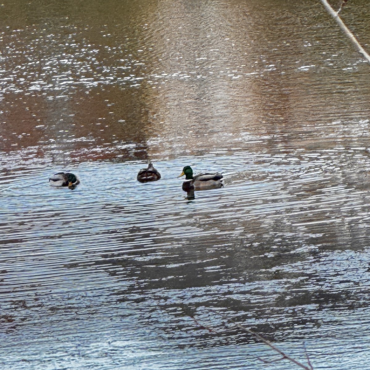 Ánade Azulón - ML644541415