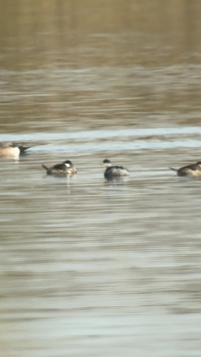 טבלן בינוני - ML644541416