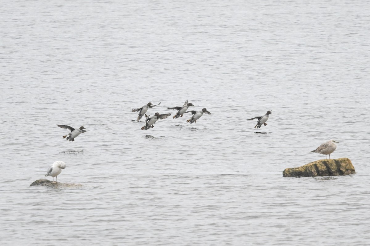 Porrón Osculado - ML644541418