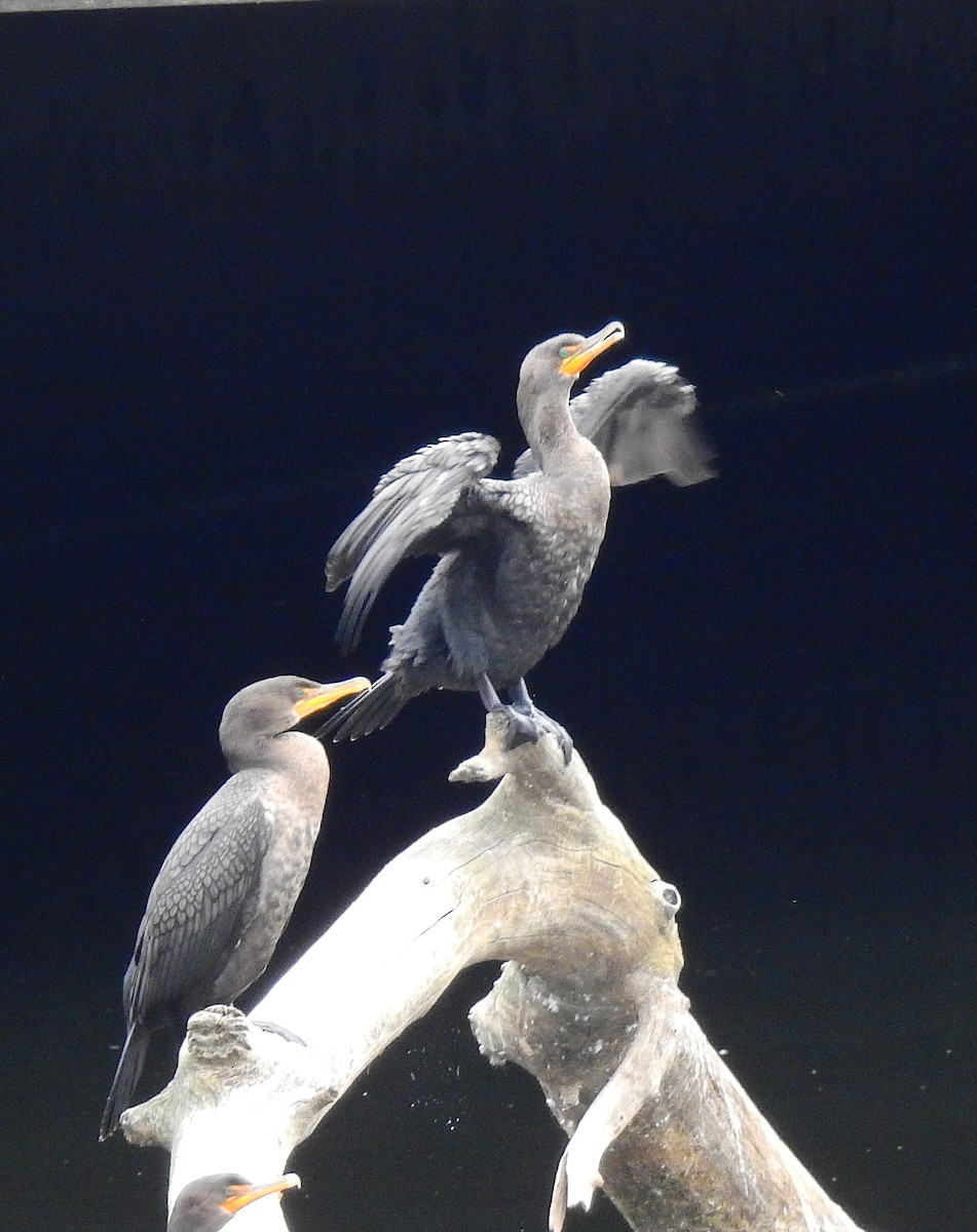 Cormorán Orejudo - ML644541419