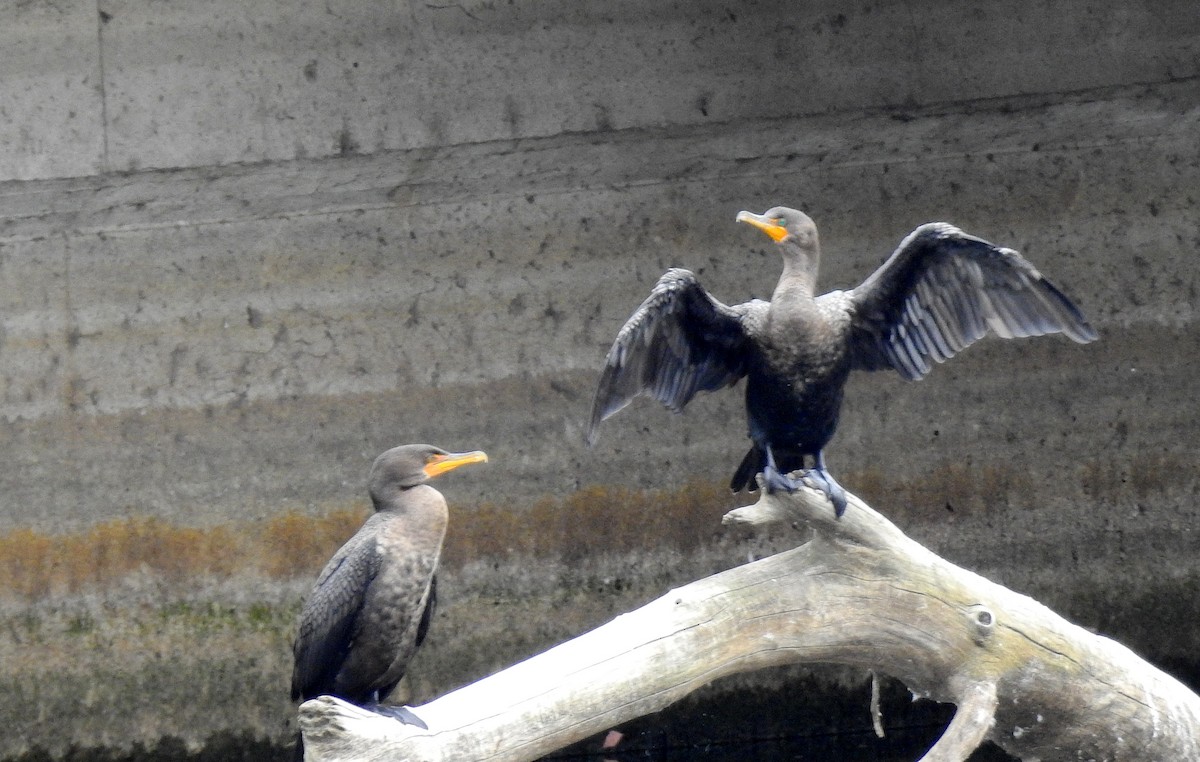 Cormorán Orejudo - ML644541420