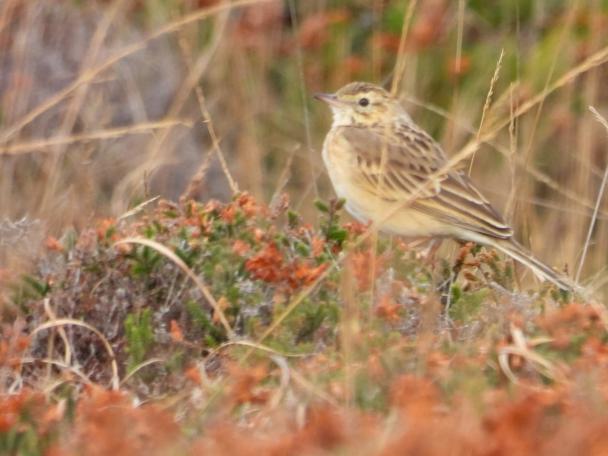 Степной конёк - ML644541424