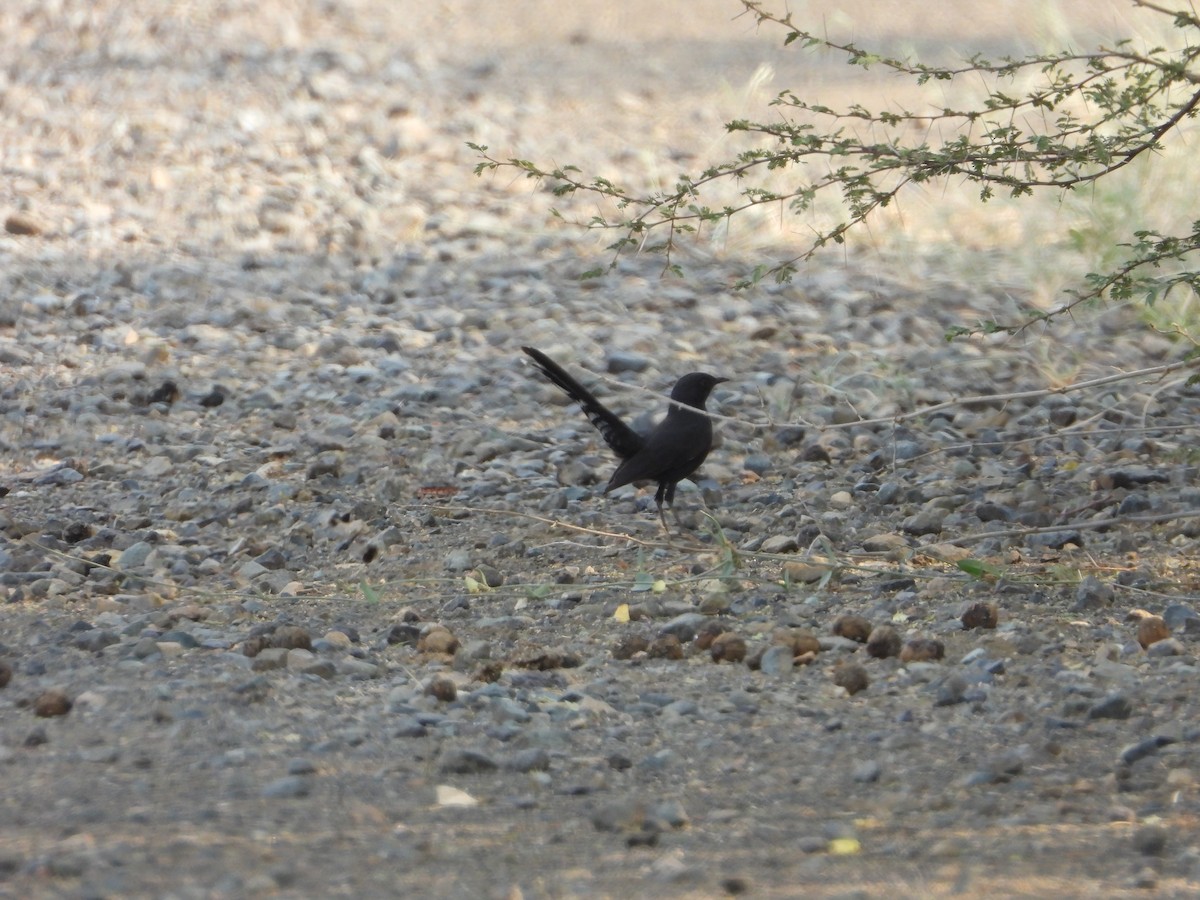 Black Scrub-Robin - ML644541425