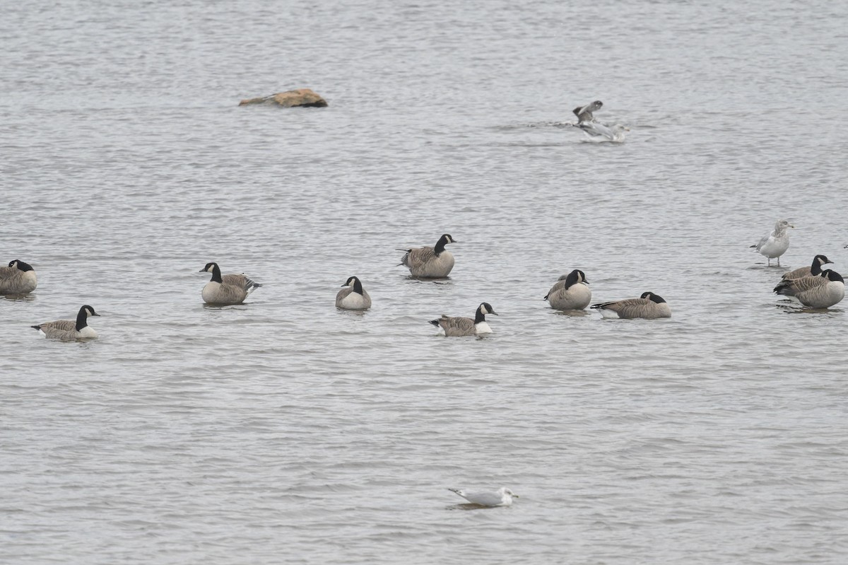 Barnacla Canadiense Grande - ML644541426