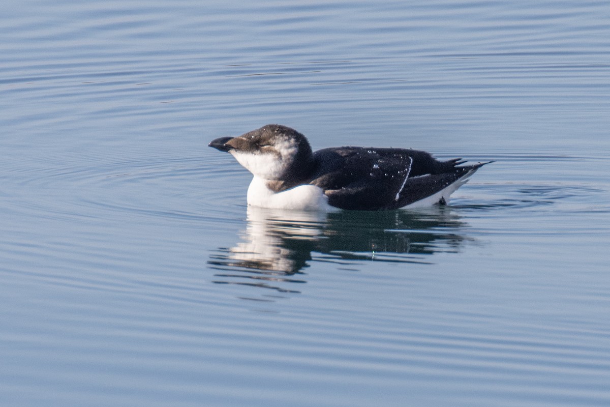 Razorbill - ML644541430