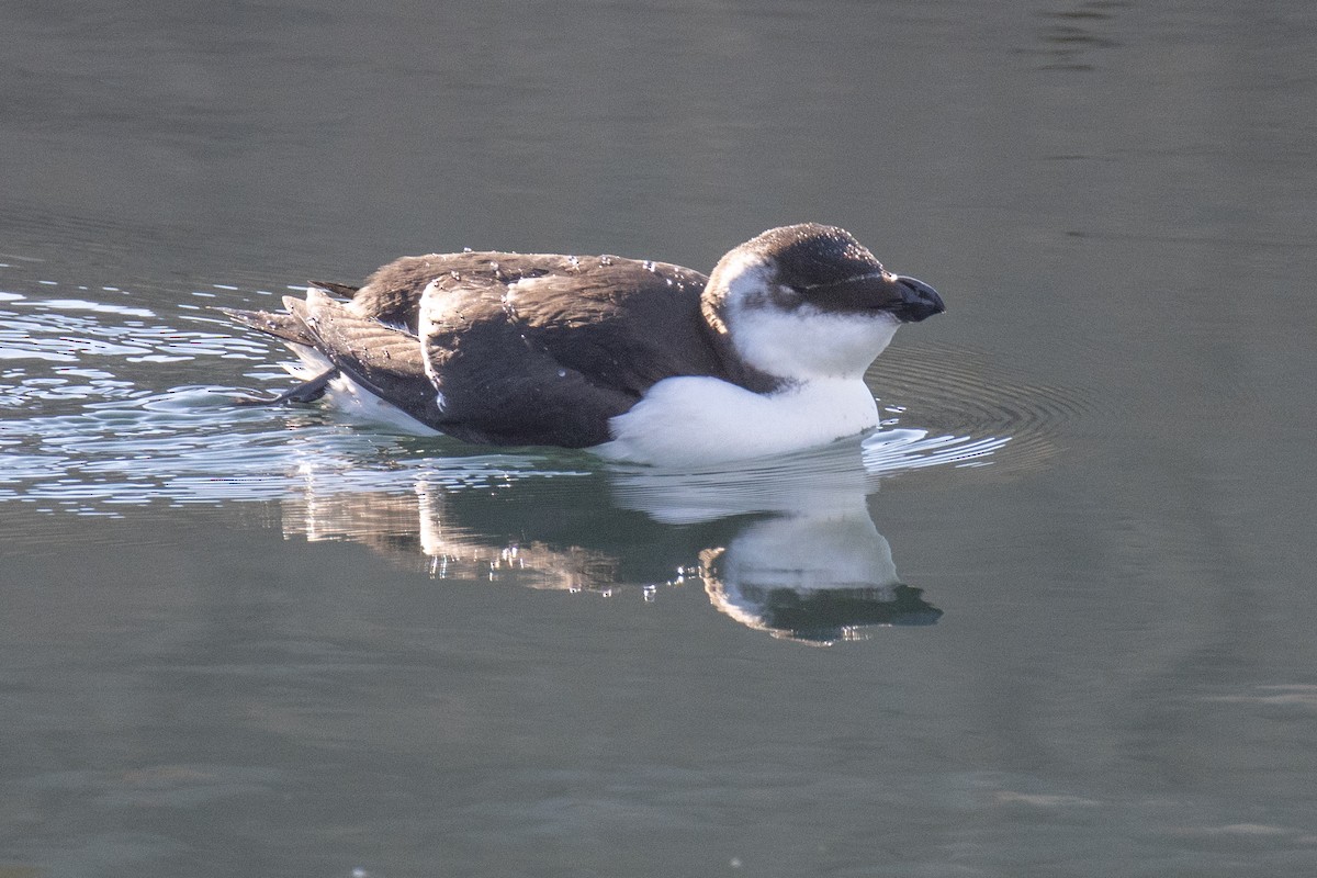 Razorbill - ML644541432