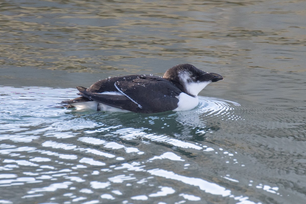 Razorbill - ML644541433