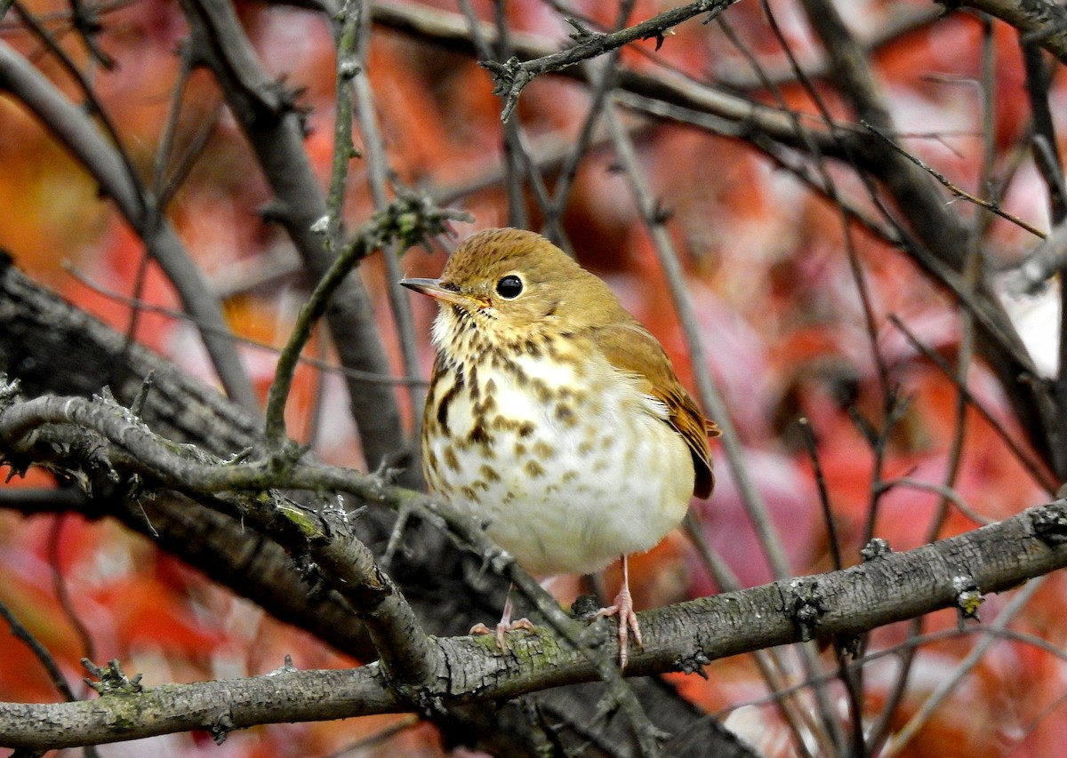 Zorzalito Colirrufo - ML644541435