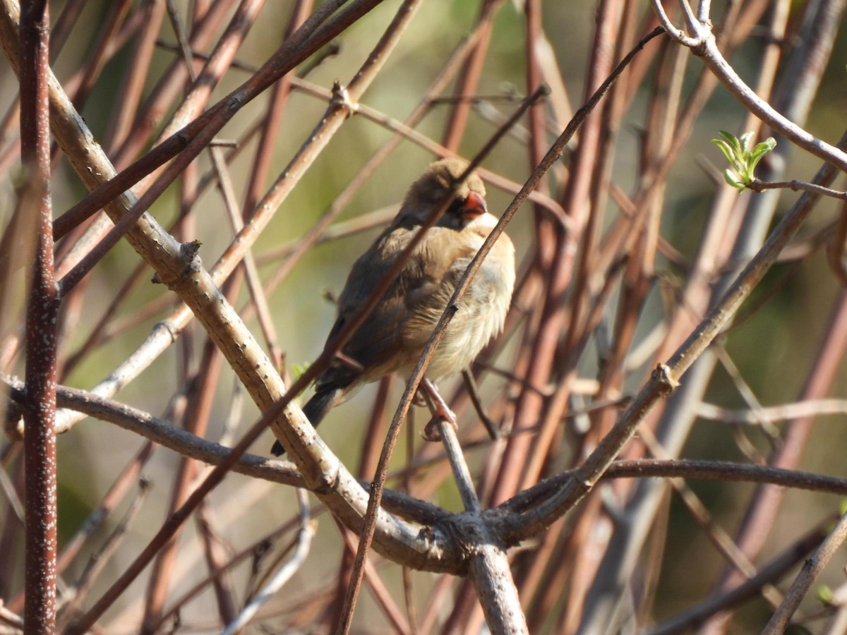 Pin-tailed Whydah - ML644541437