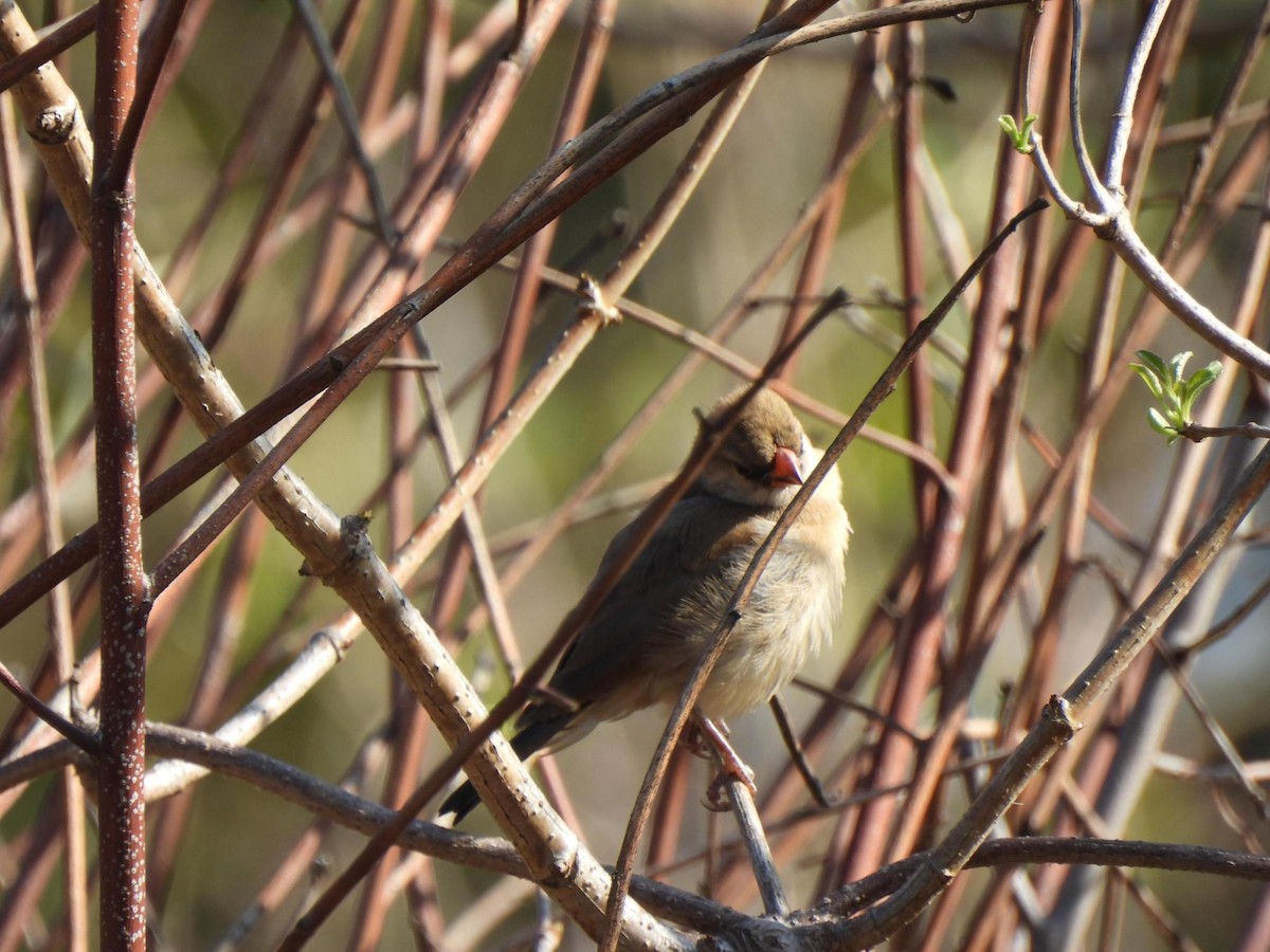 Pin-tailed Whydah - ML644541438