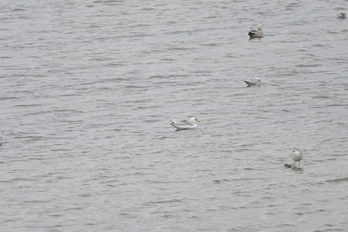 Gaviota Groenlandesa - ML644541439