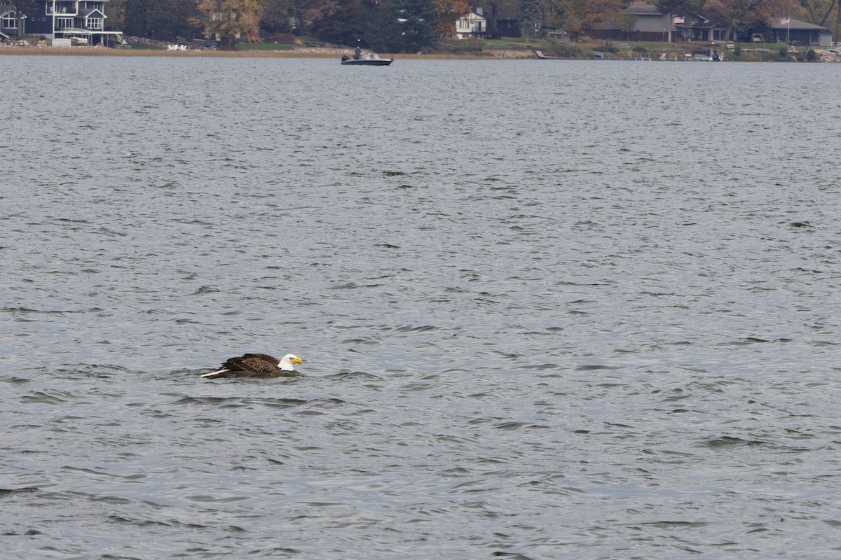 Bald Eagle - ML644541445