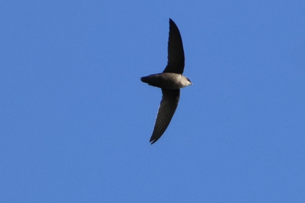 Chimney Swift - ML644541449