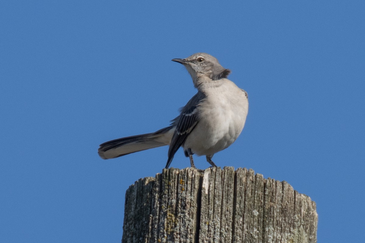 Sinsonte Norteño - ML644541450