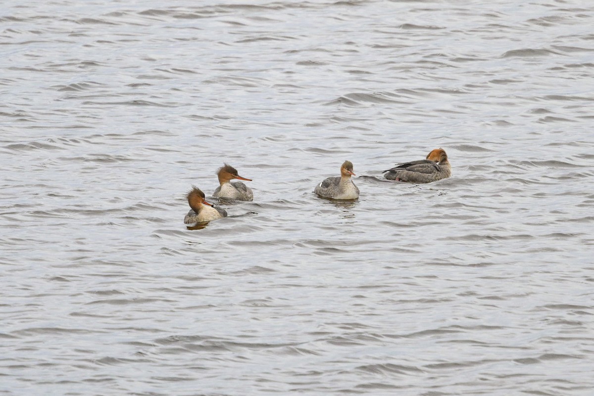 Serreta Mediana - ML644541453