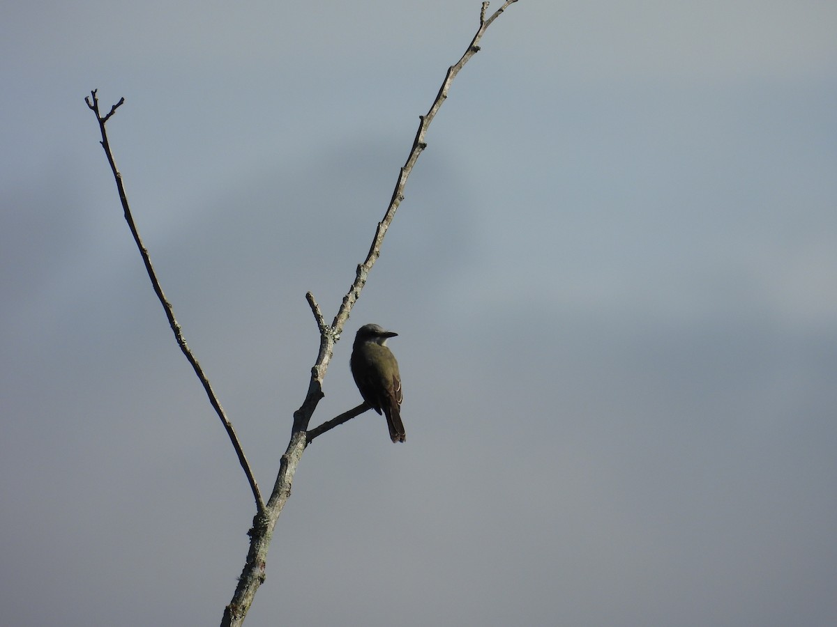 Tropical Kingbird - ML644541454