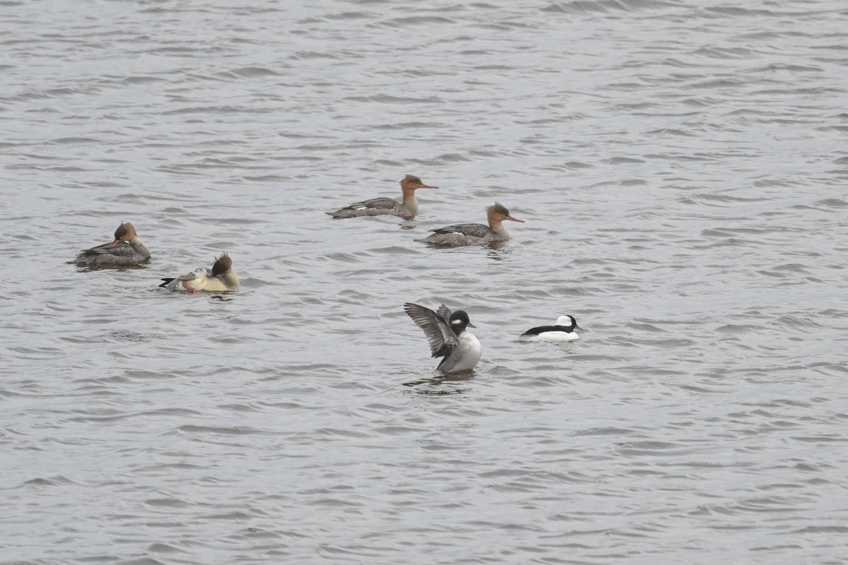 Porrón Albeola - ML644541456